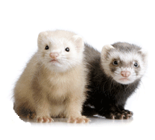 Ferret Cages 4 Less - a division of Pet Cages 4 Less!